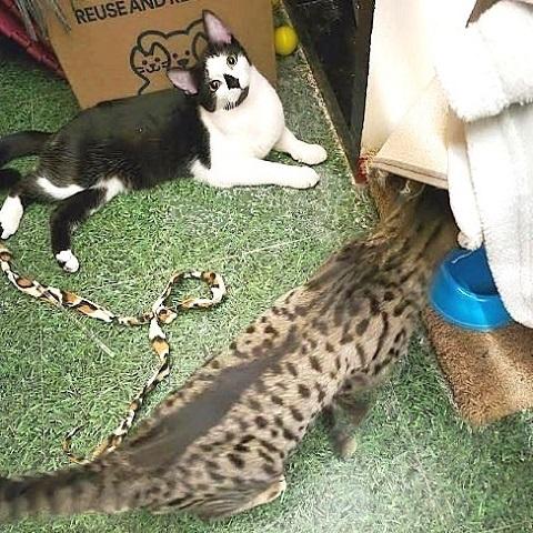 Enlarge Carsen, an adopted Domestic Short Hair in Salt Lake City, UT image 1/3