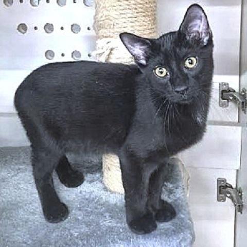 Carsen, Adoptable, Kitten Male Domestic Short Hair.
