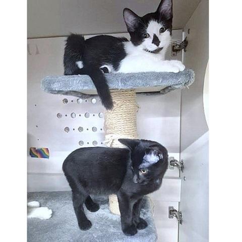 Enlarge Carsen, a Adoptable Domestic Short Hair in Salt Lake City, UT image 2/2