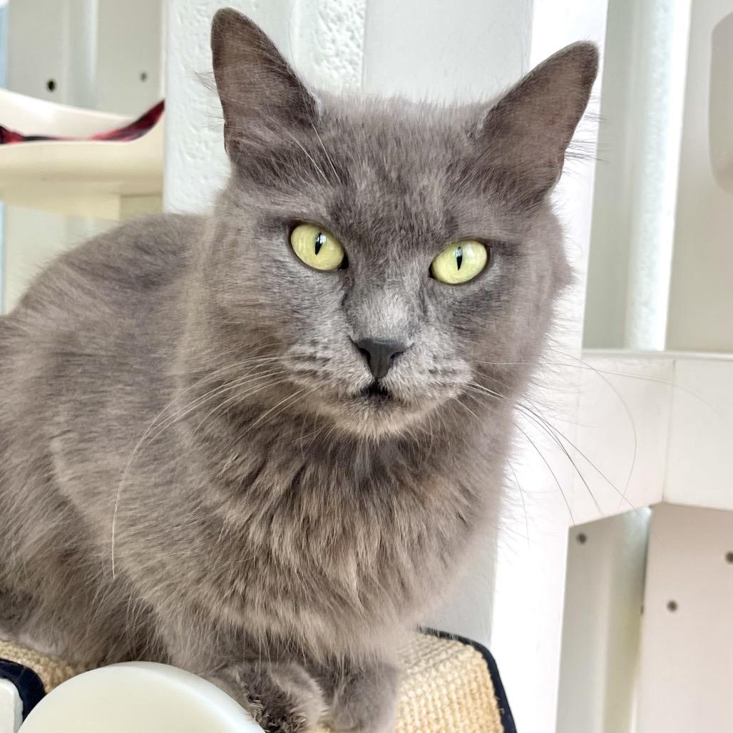 Didi, Adoptable, Adult Female Domestic Medium Hair.