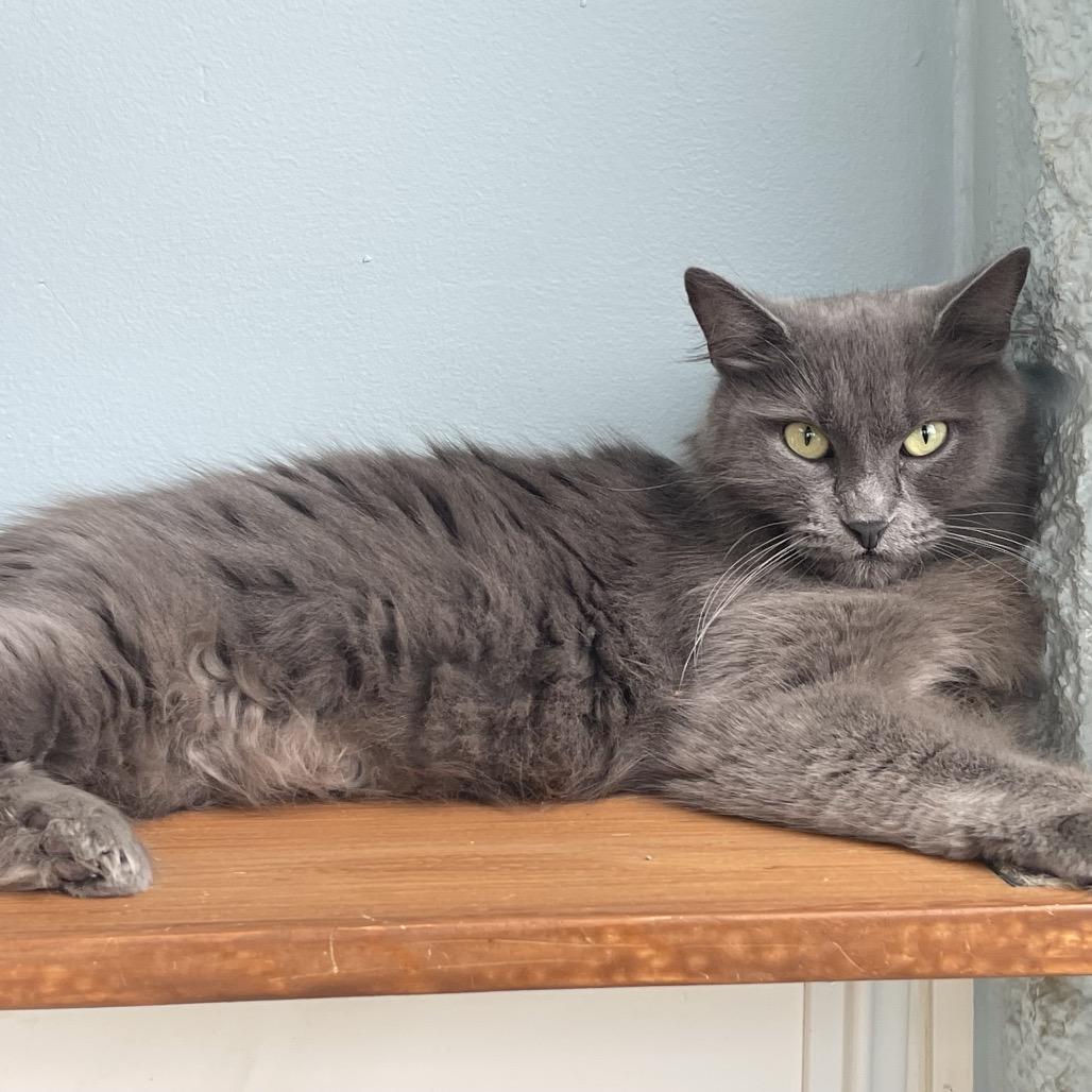 Enlarge Didi, a Adoptable Domestic Medium Hair in Deerfield, IL image 3/4