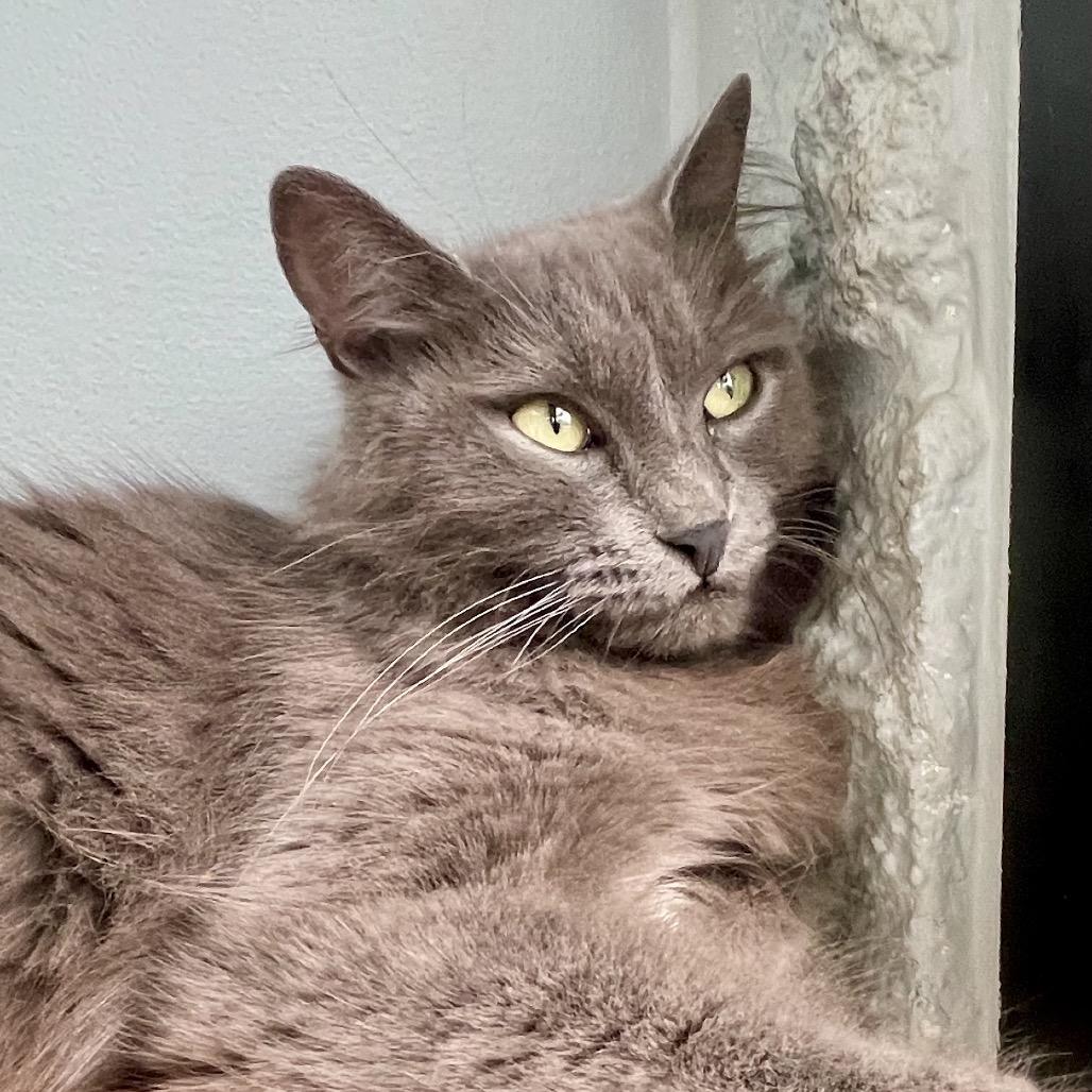 Enlarge Didi, a Adoptable Domestic Medium Hair in Deerfield, IL image 4/4