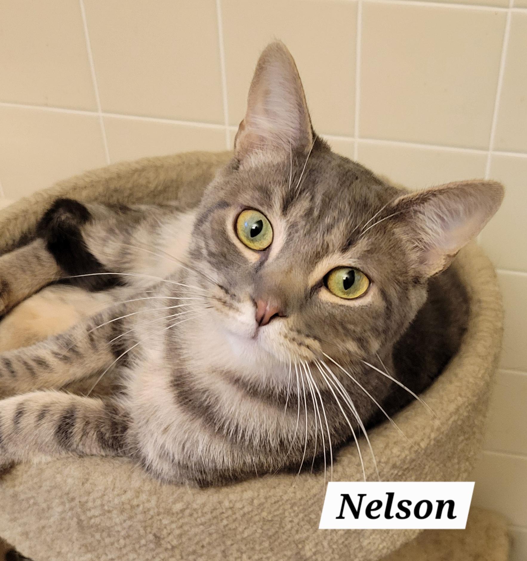 Nelson, Adoptable, Young Male Domestic Short Hair.
