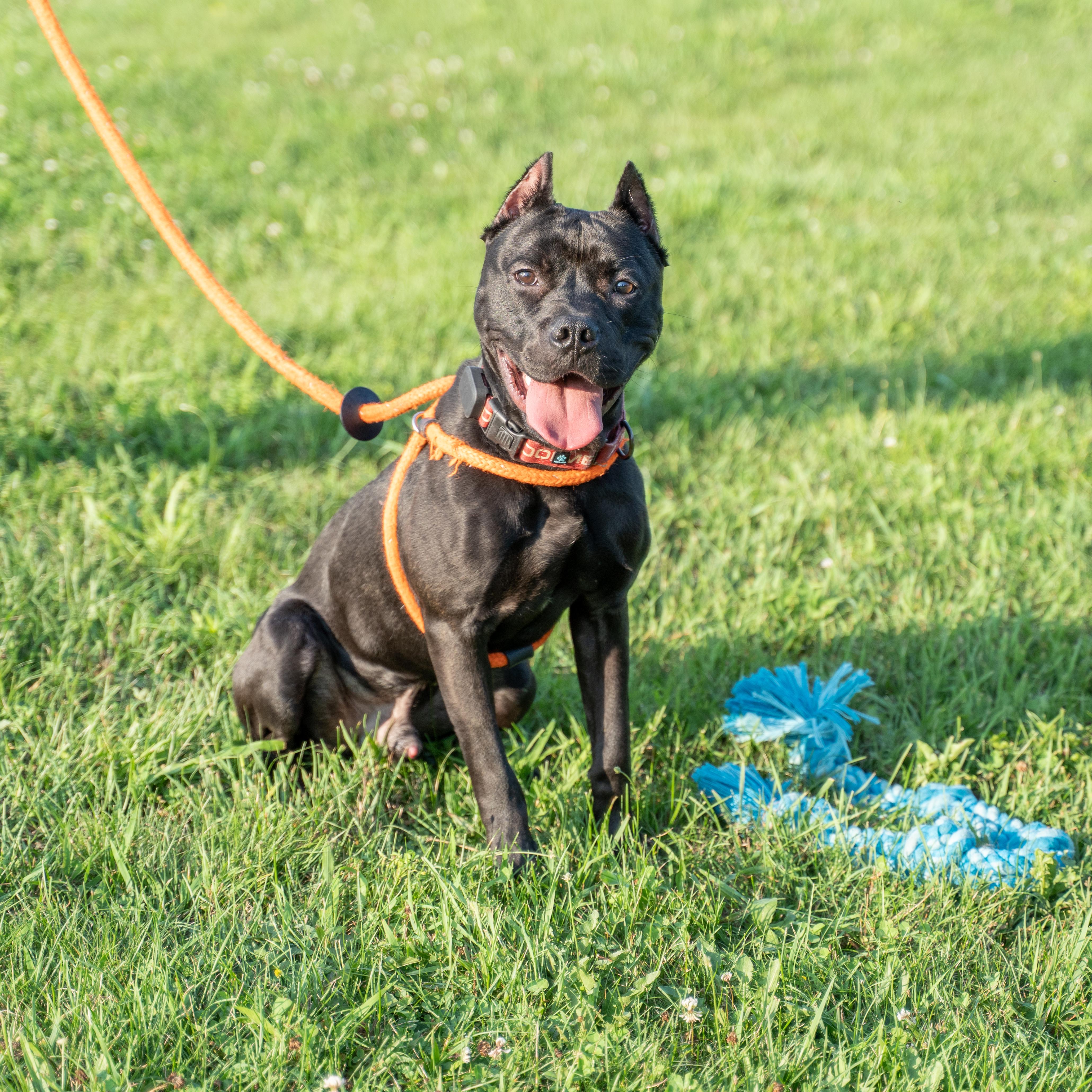 Marvin, Adoptable, Puppy Male Pit Bull Terrier.