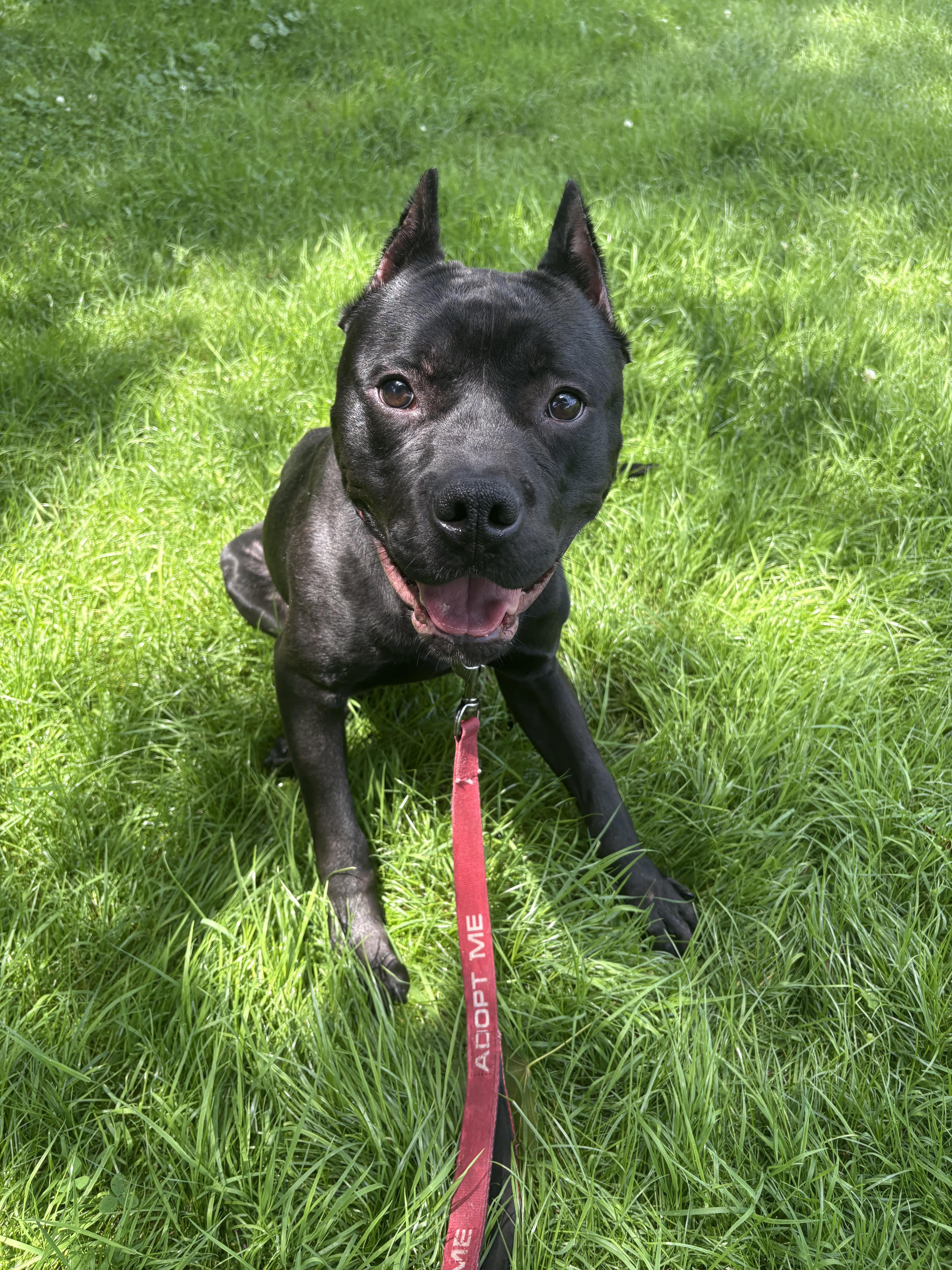 Marvin, a Adoptable Pit Bull Terrier in Dillsburg, PA image 2/4
