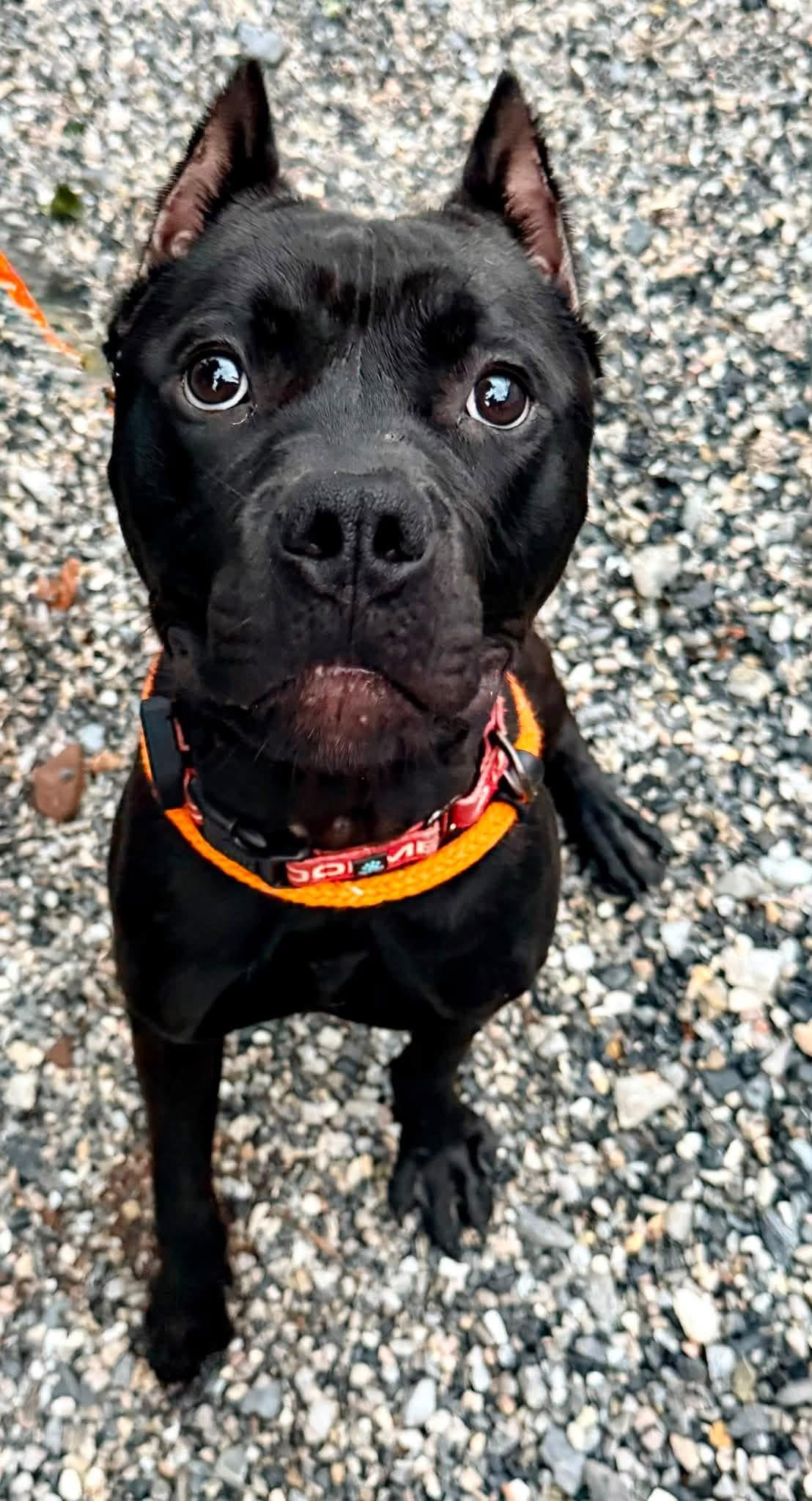 Marvin, a Adoptable Pit Bull Terrier in Dillsburg, PA image 3/4