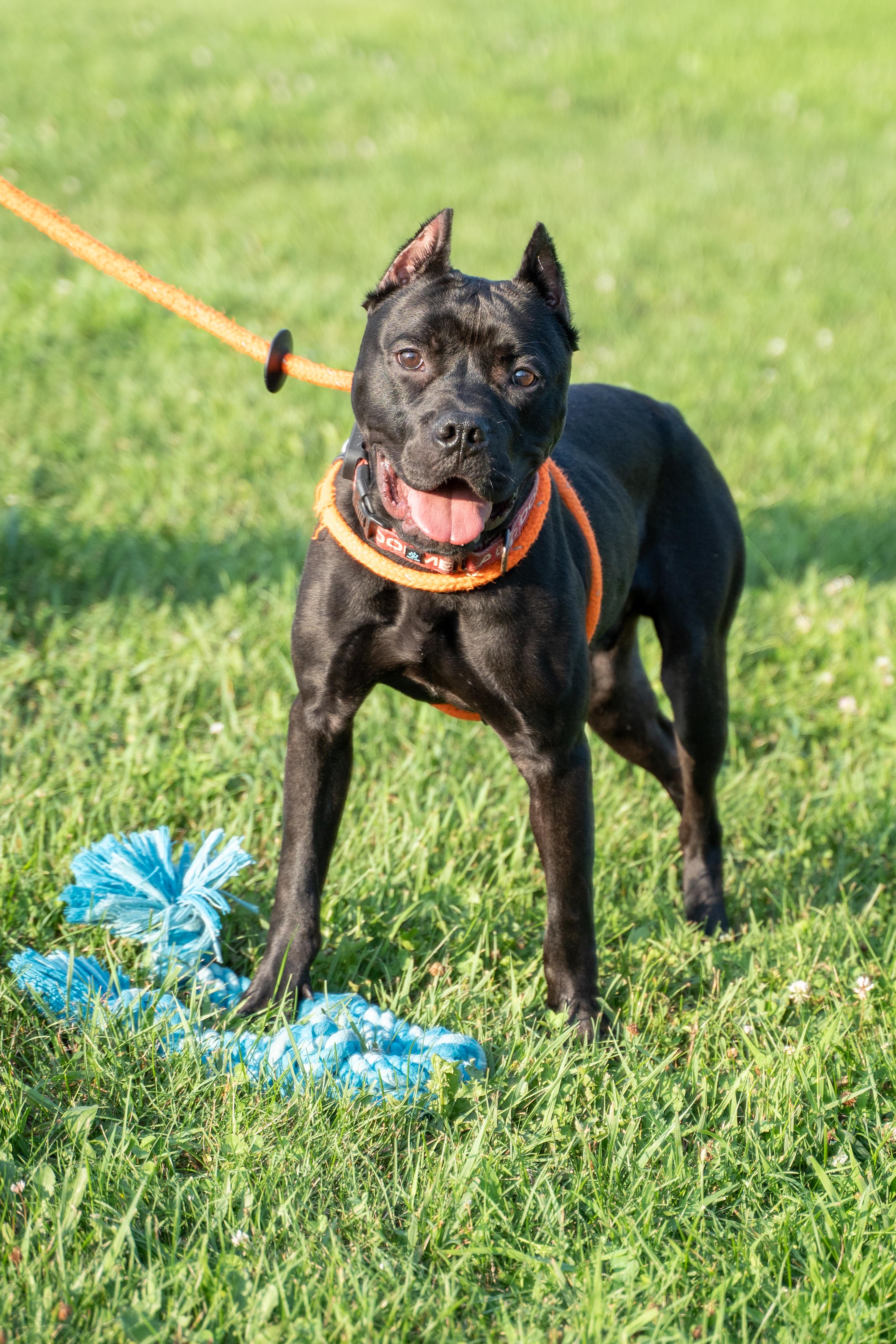 Marvin, a Adoptable Pit Bull Terrier in Dillsburg, PA image 4/4