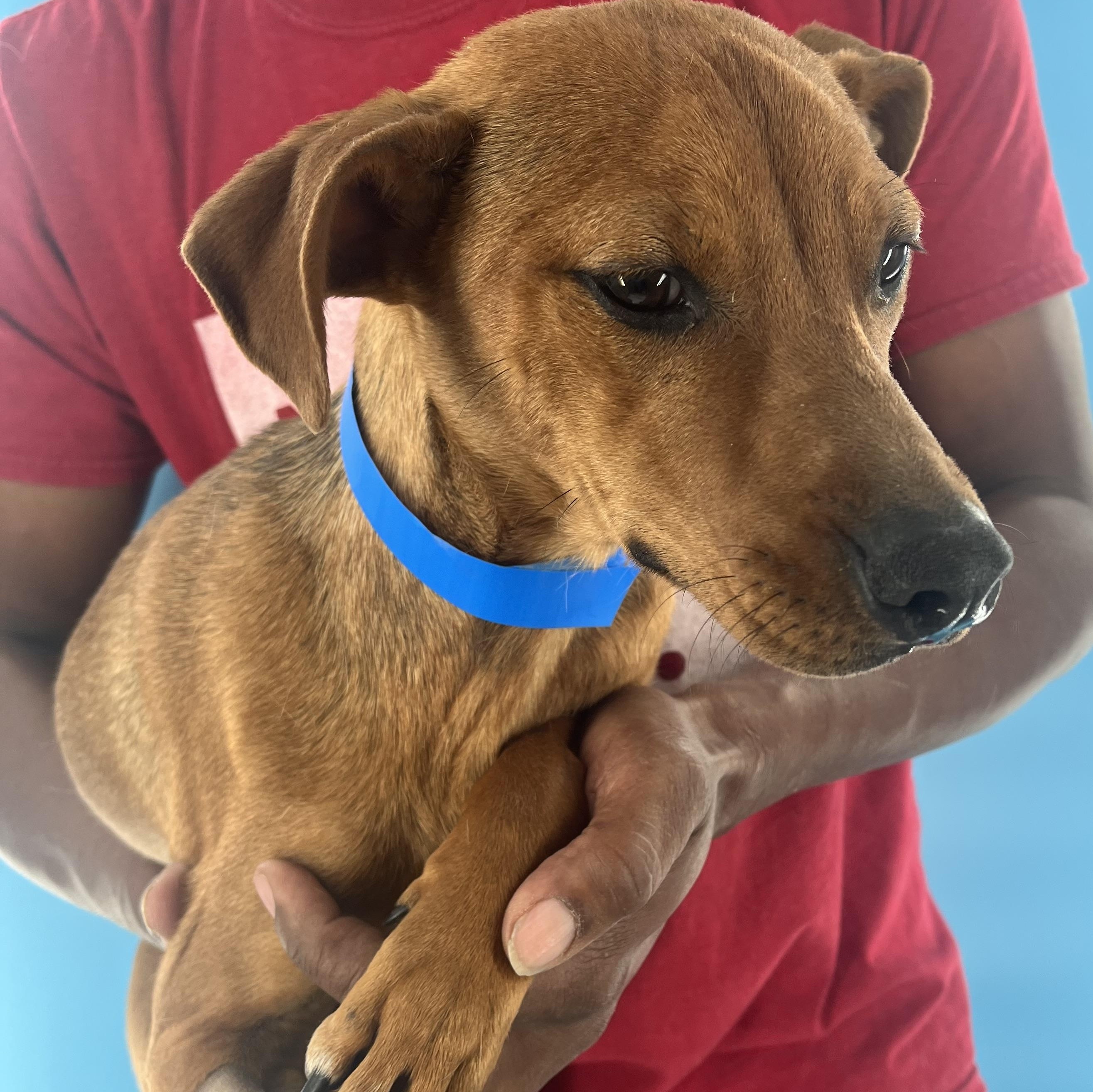 Rodeo  Local Oct thumbnail 3