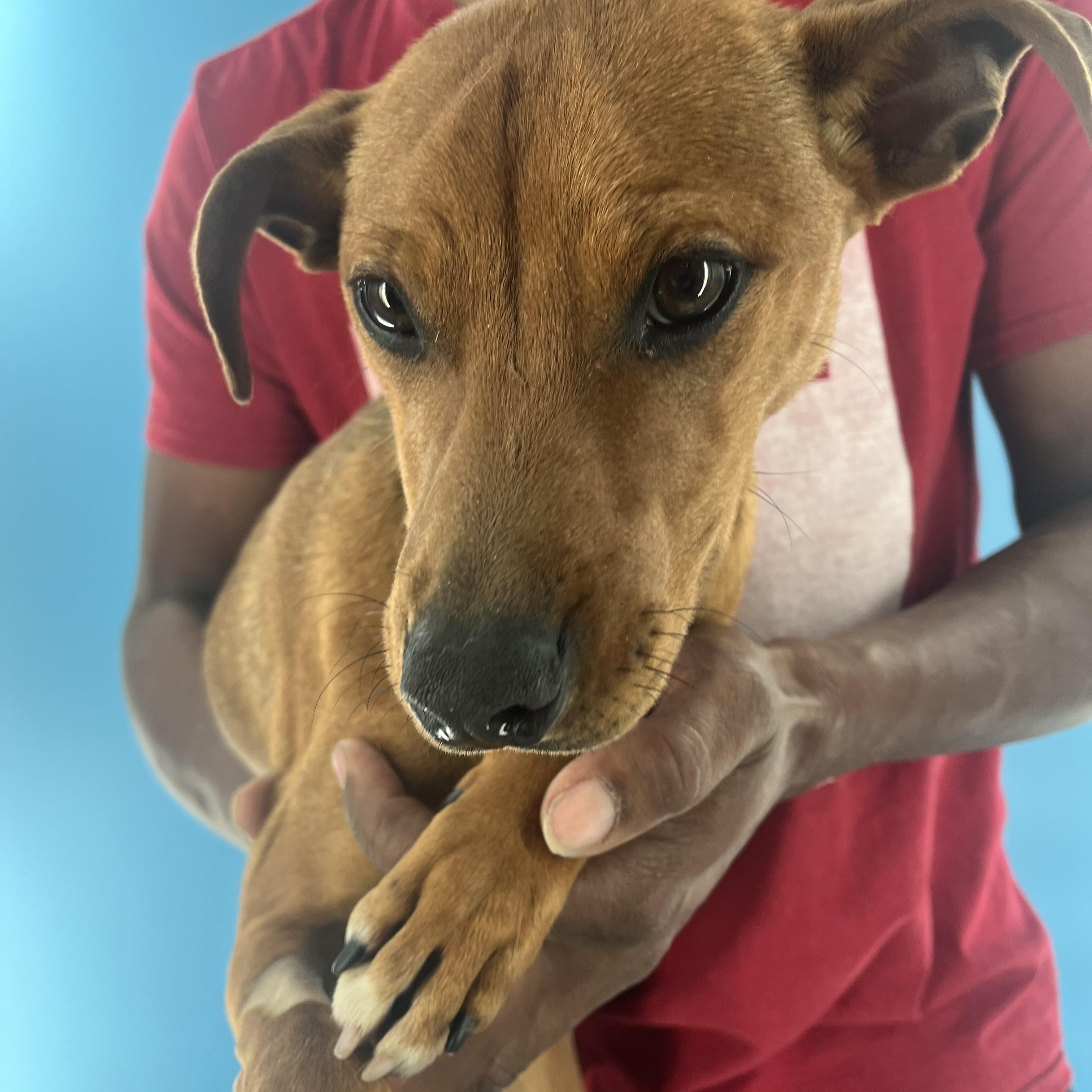 Rodeo  Local Oct thumbnail 4