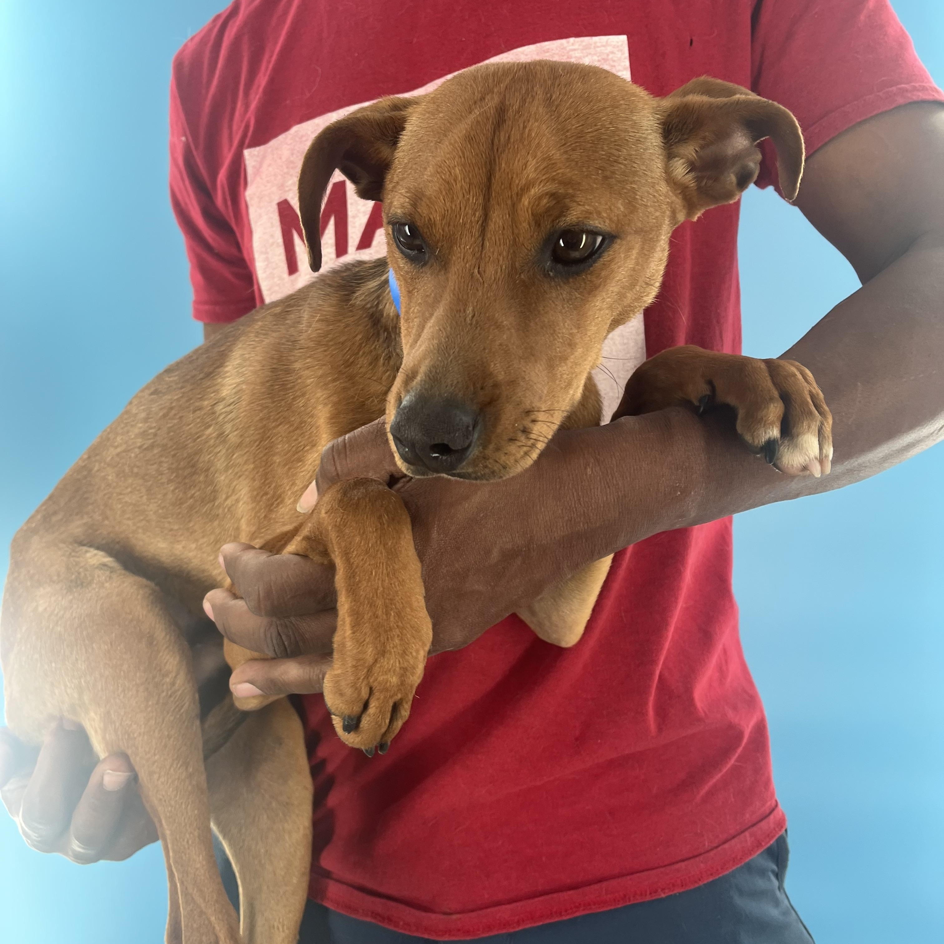 Rodeo  Local Oct thumbnail 5