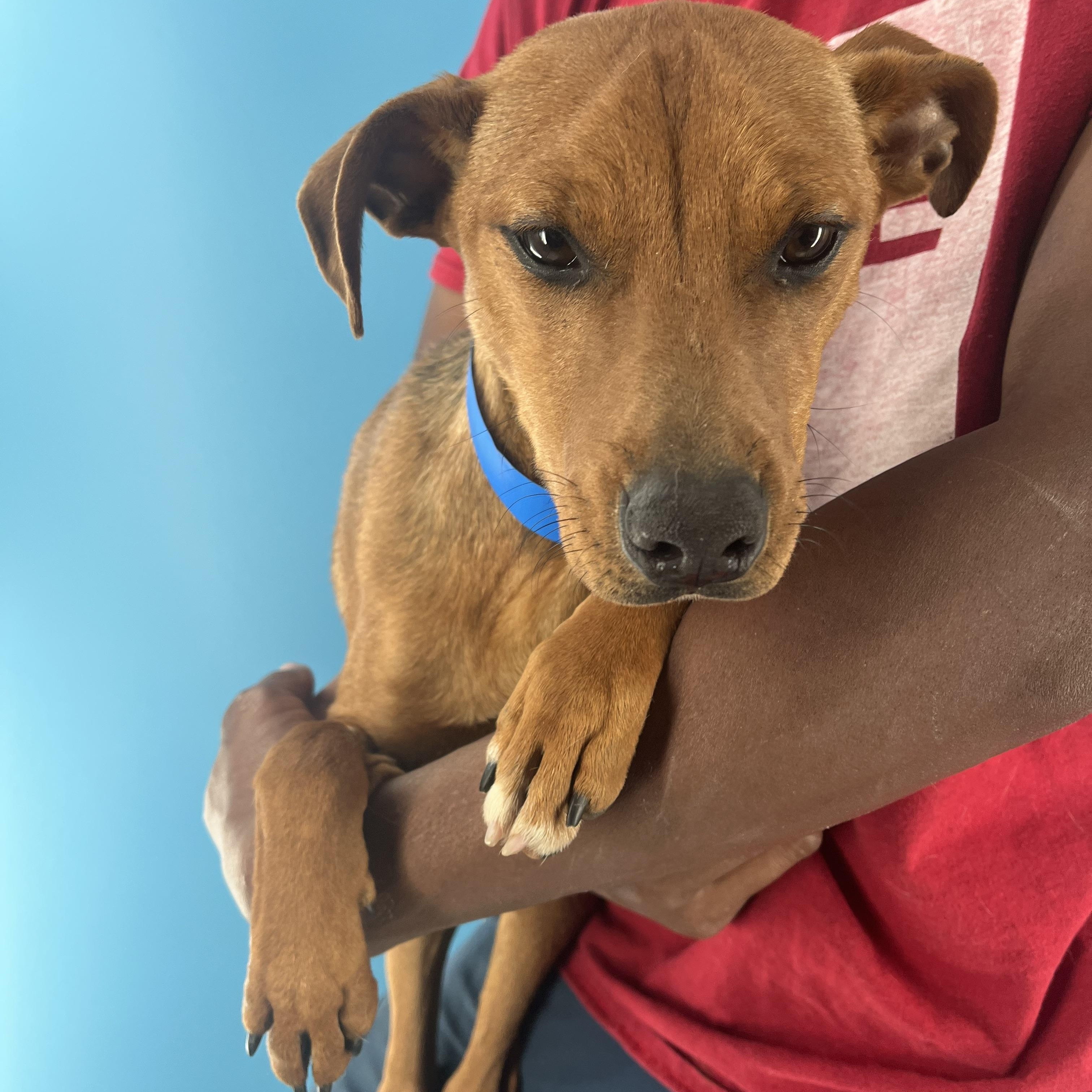 Rodeo  Local Oct thumbnail 6