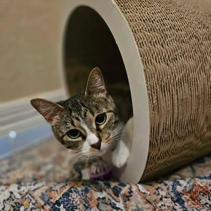 Enlarge Princess Leia (mom) JP, a Adoptable mixed breed in Von Ormy, TX image 4/5