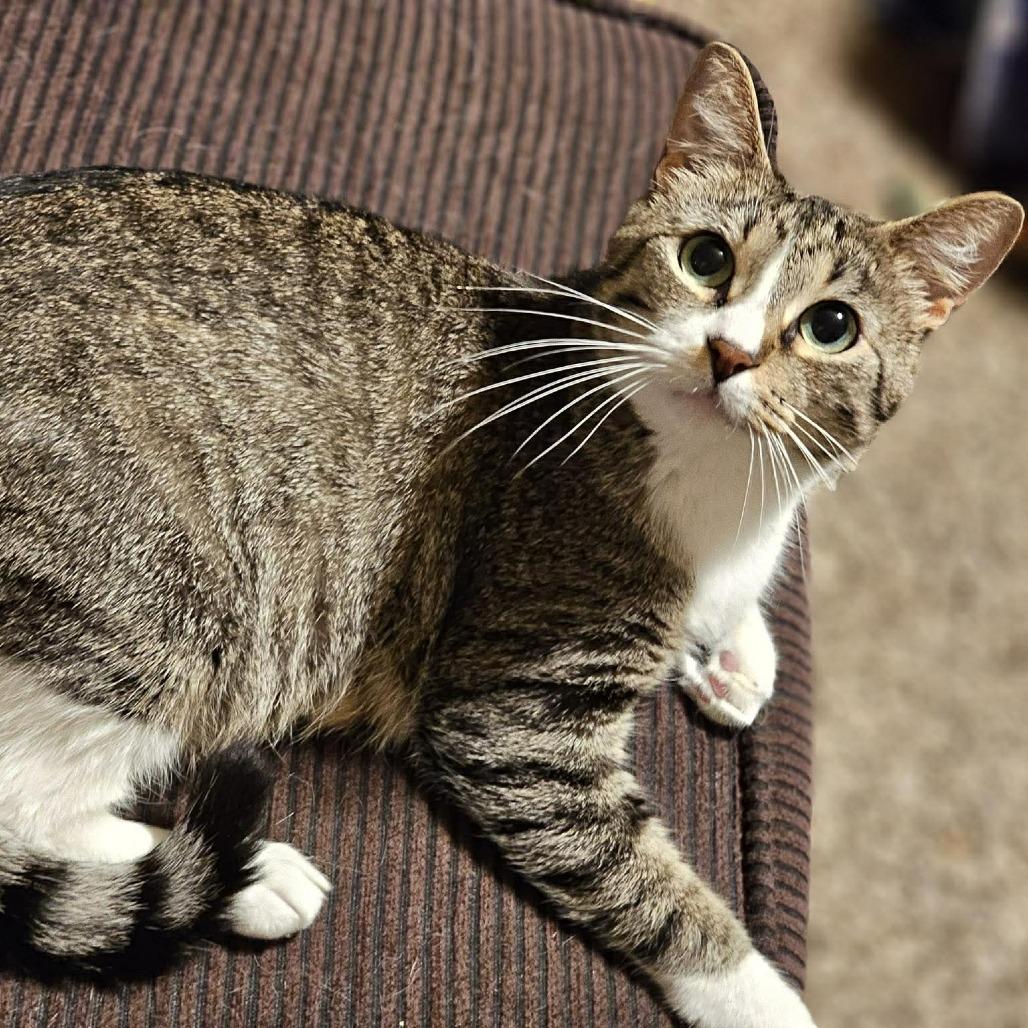 Enlarge Princess Leia (mom) JP, a Adoptable mixed breed in Von Ormy, TX image 3/5