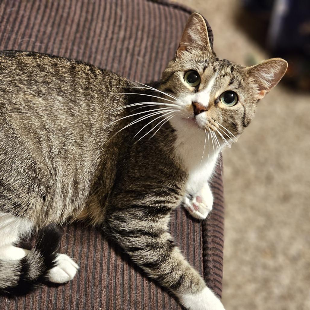 Enlarge Princess Leia (mom) JP, a Adoptable mixed breed in Von Ormy, TX image 5/5