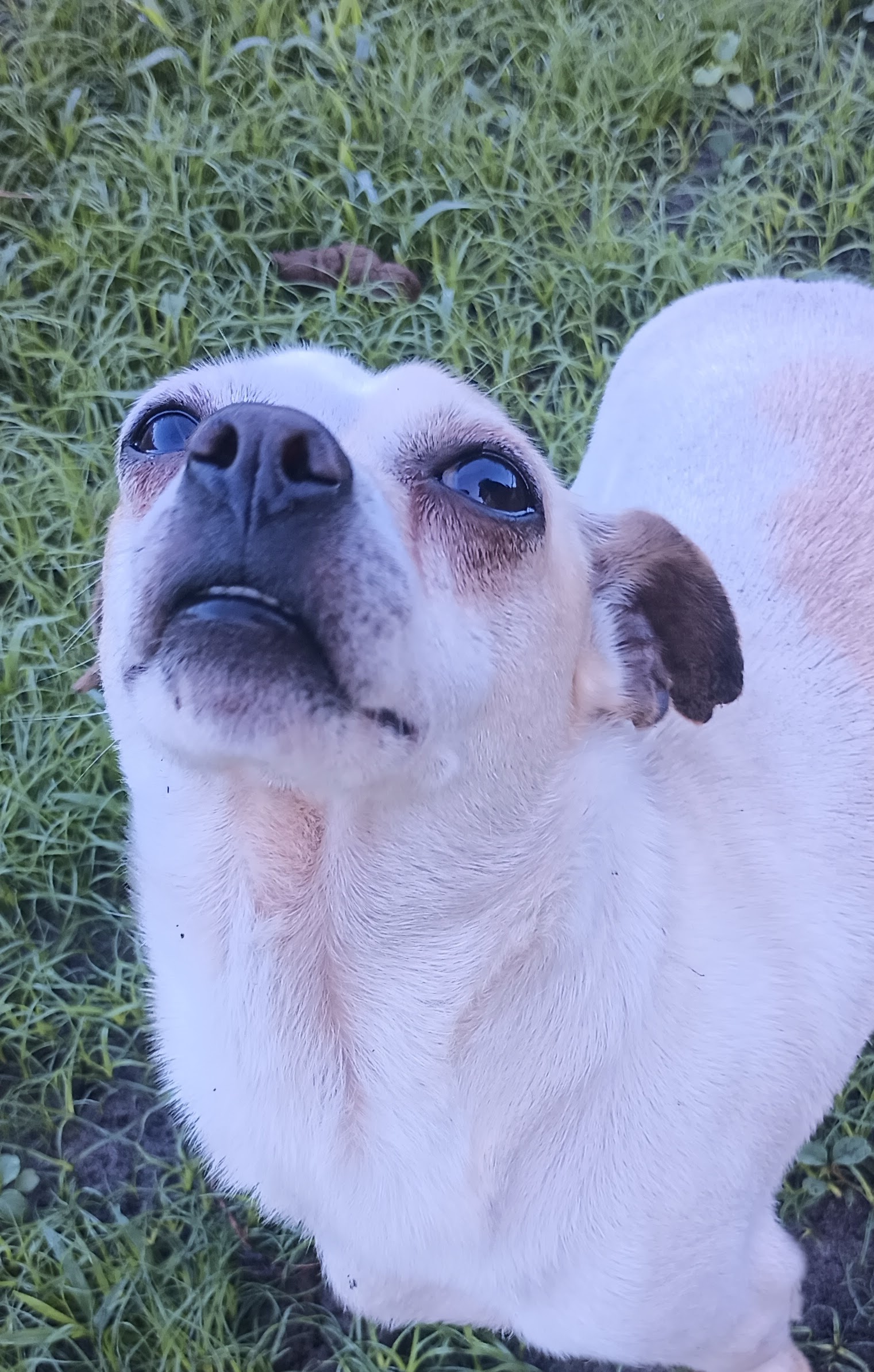 Oliver, a Adoptable Chihuahua in Boca Raton, FL image 1/3