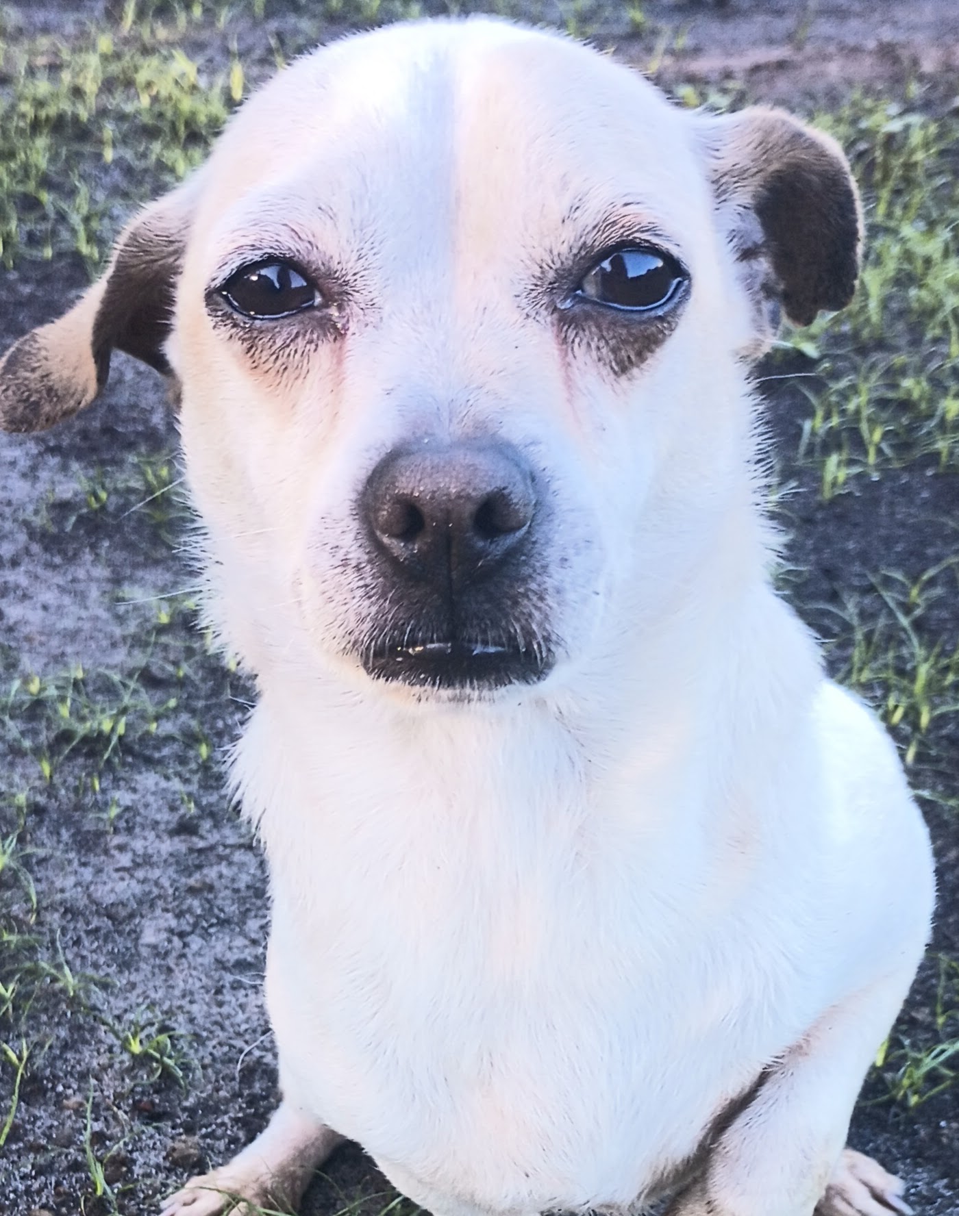 Oliver, a Adoptable Chihuahua in Boca Raton, FL image 2/3
