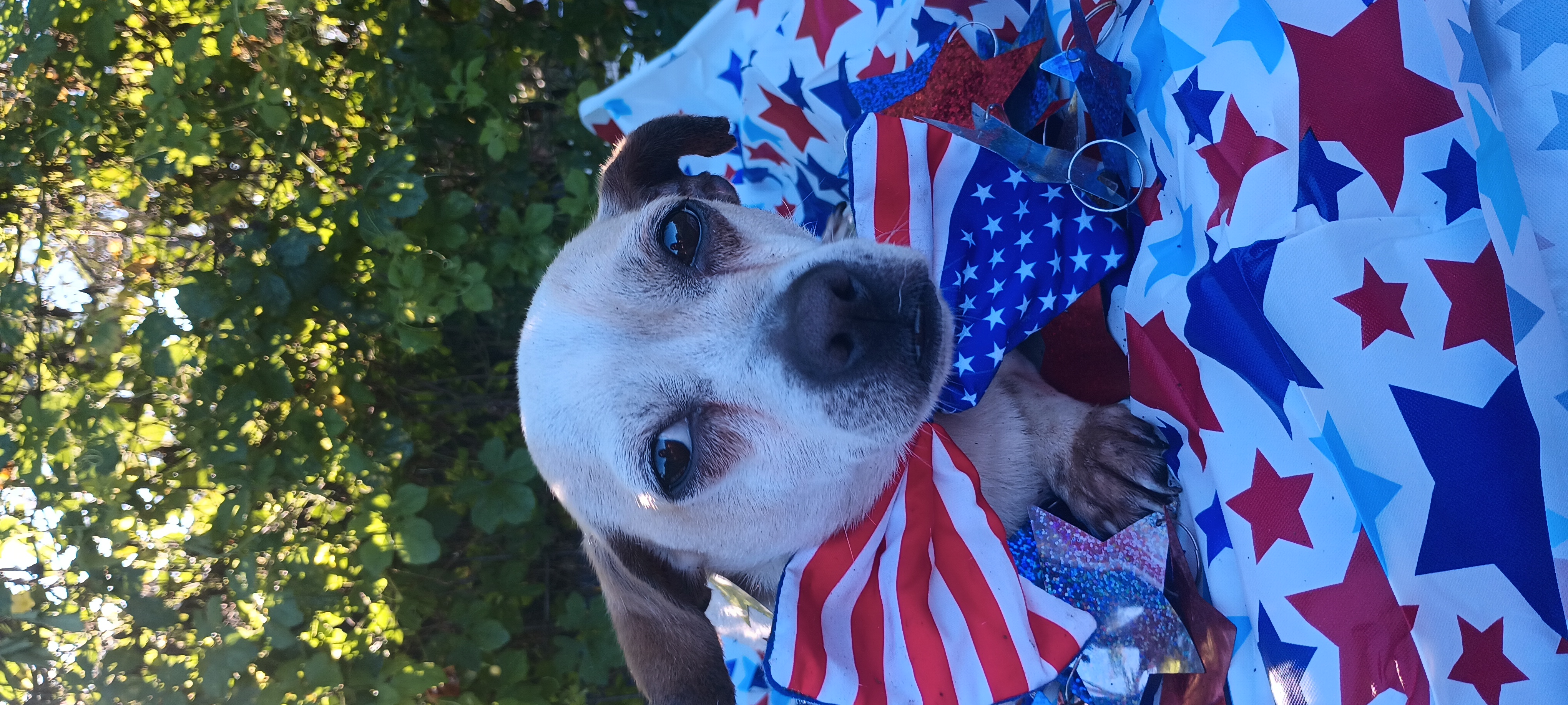 Oliver, Adoptable, Adult Male Chihuahua.