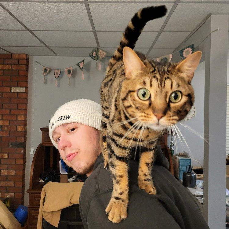 Enlarge Amara, an adoptable Bengal in Abbotsford, BC image 4/5