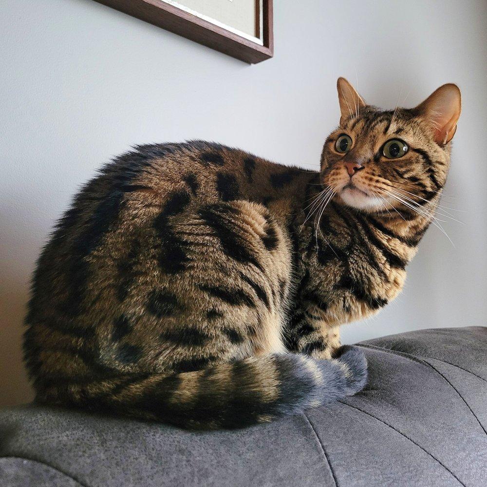 Amara, adoptable, Young Female Bengal.