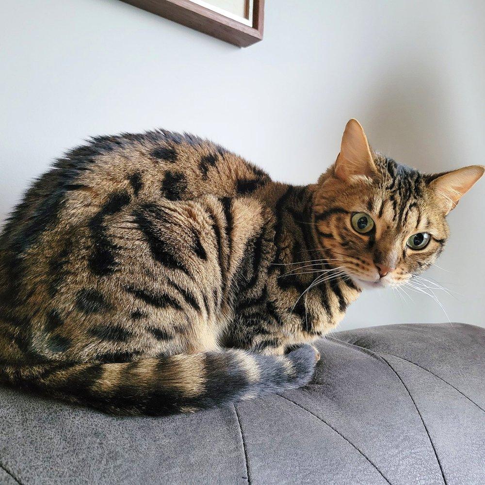 Enlarge Amara, an adoptable Bengal in Abbotsford, BC image 5/5