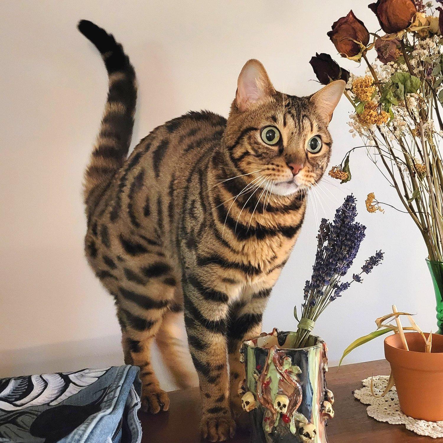 Enlarge Amara, an adoptable Bengal in Abbotsford, BC image 2/5