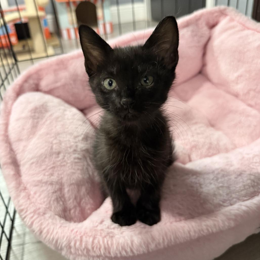 Salem, Adoptable, Kitten Male Domestic Short Hair.