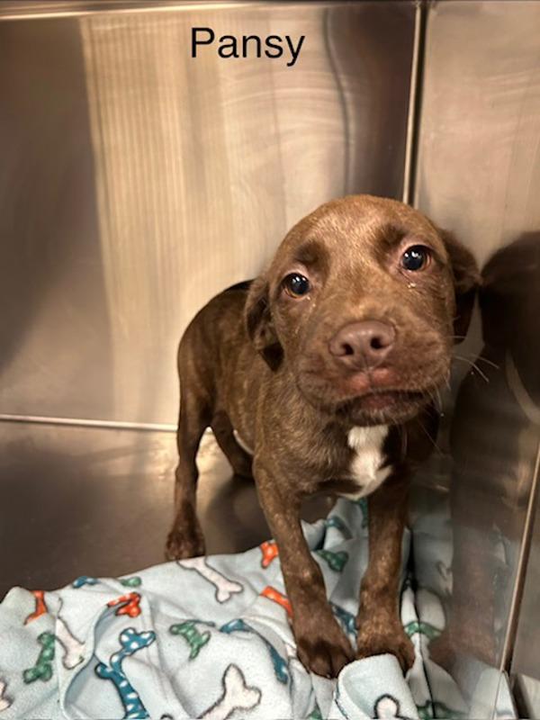Enlarge Pansy, a Adoptable mixed breed in Knoxville, TN image 1/1