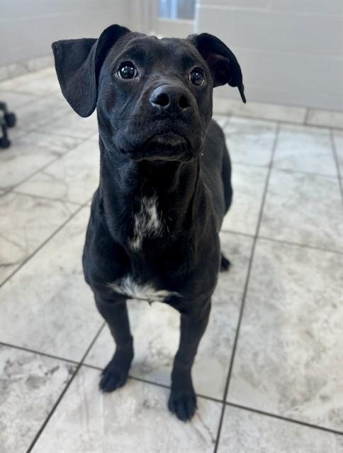 KINO, Adoptable, Young Male Labrador Retriever & Mixed Breed.