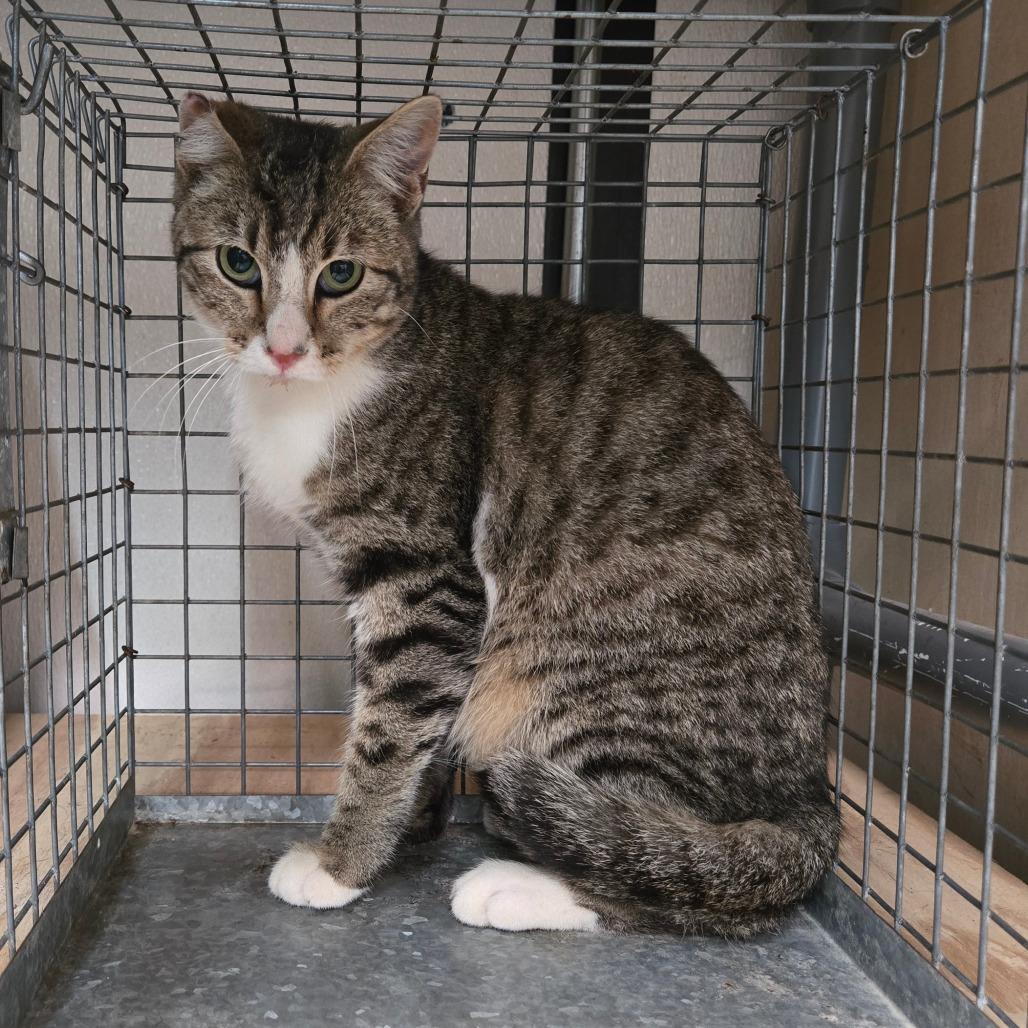 Crewe, Young Male Domestic Short Hair
