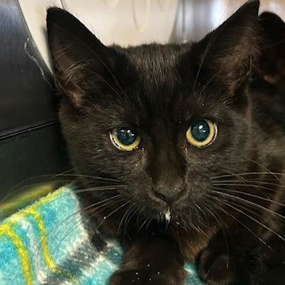 Bear, Adoptable, Kitten Female Domestic Short Hair.