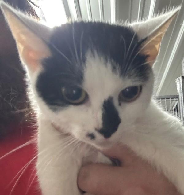 Miley, Adoptable, Adult Female Domestic Short Hair.