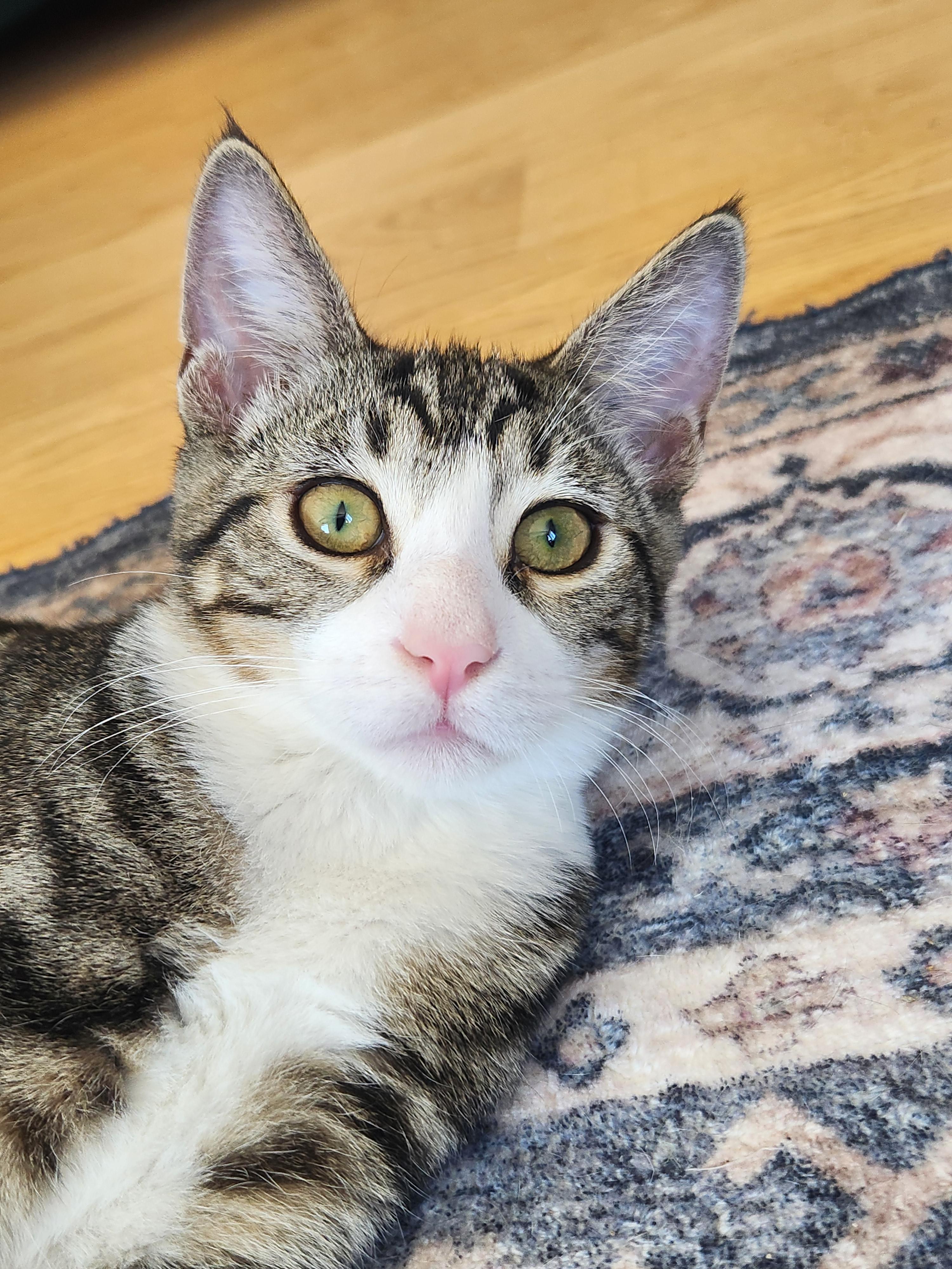 Enlarge Purrcy, a Adoptable Domestic Short Hair in Rio Linda, CA image 1/2