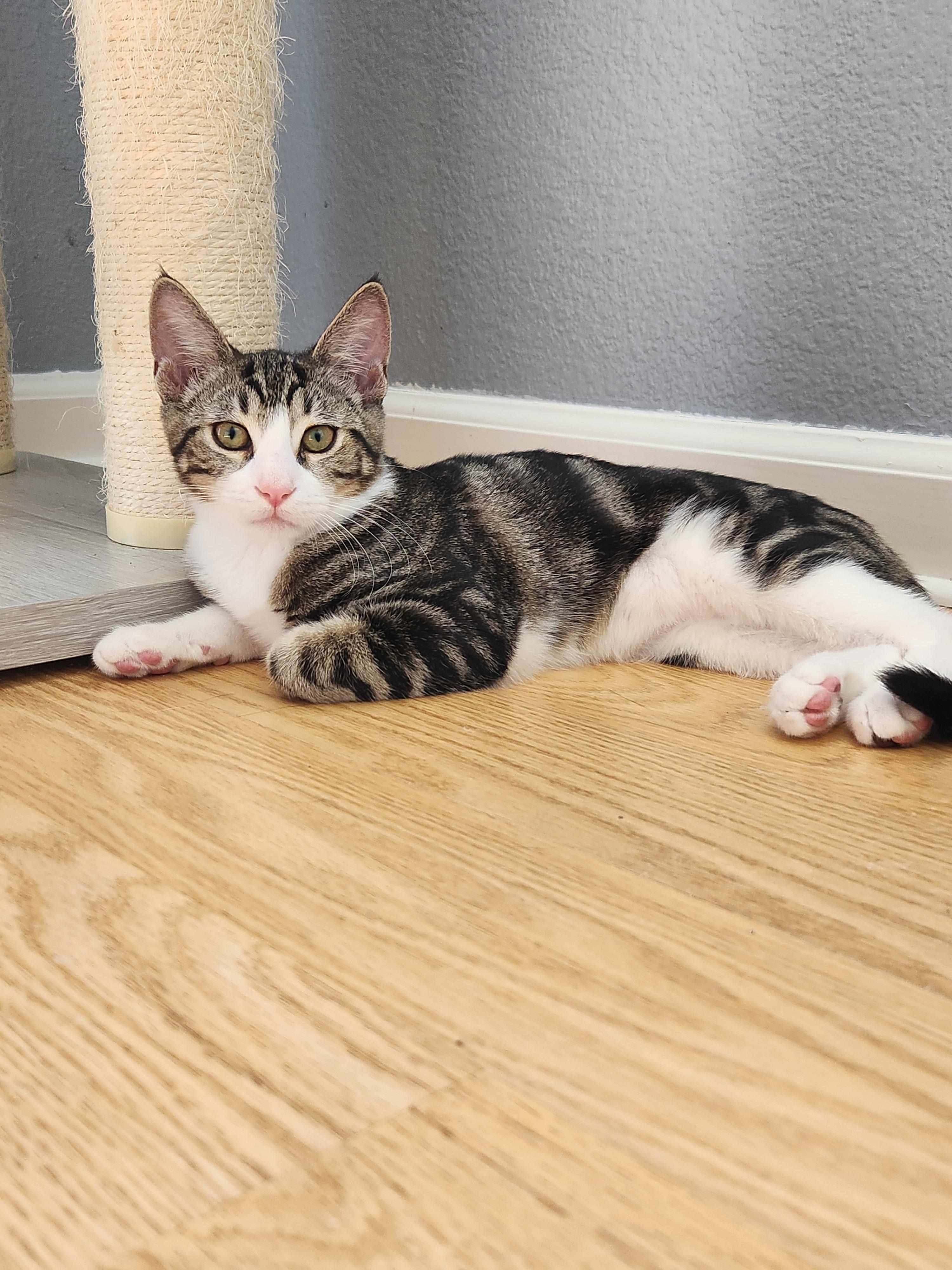 Enlarge Purrcy, a Adoptable Domestic Short Hair in Rio Linda, CA image 2/2