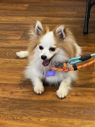 Enlarge Rusty, a Adoptable mixed breed in Burlington, WI image 1/3