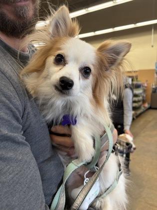 Enlarge Rusty, a Adoptable mixed breed in Burlington, WI image 2/5