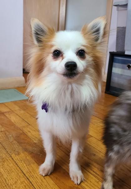 Rusty, Adoptable, Senior Male Pomeranian & Mixed Breed.