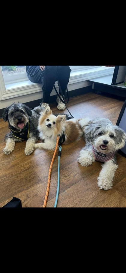 Rusty, Adoptable, Senior Male Pomeranian & Mixed Breed.