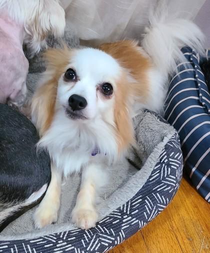 Rusty, a Adoptable mixed breed in Burlington, WI image 2/3