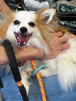 Enlarge Rusty, a Adoptable mixed breed in Burlington, WI image 3/3