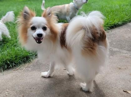 Rusty, a Adoptable mixed breed in Burlington, WI image 3/3