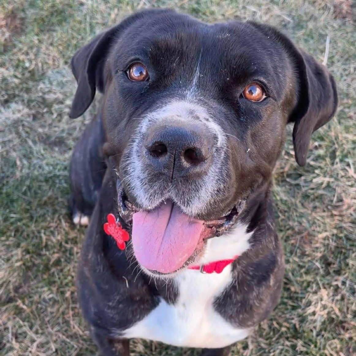 Franny, ADOPTABLE, Young Female Cane Corso.