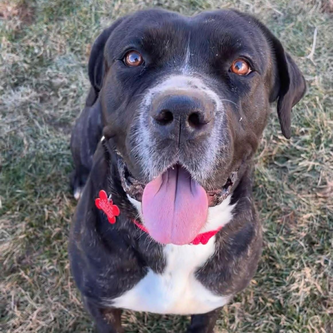 Enlarge Franny, a ADOPTABLE mixed breed in Valparaiso, IN image 2/2