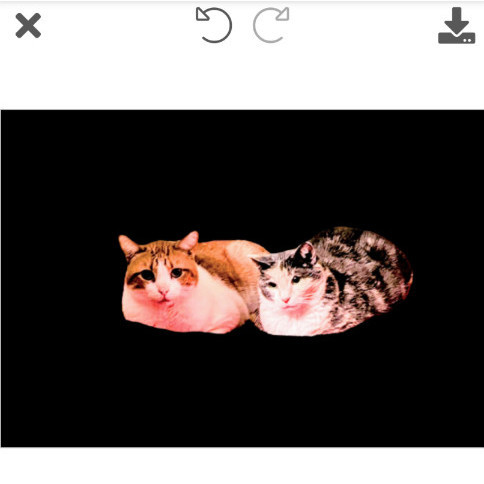 HENRY and TRUFFLES, Adoptable, Adult Female Dilute Calico & Tabby.