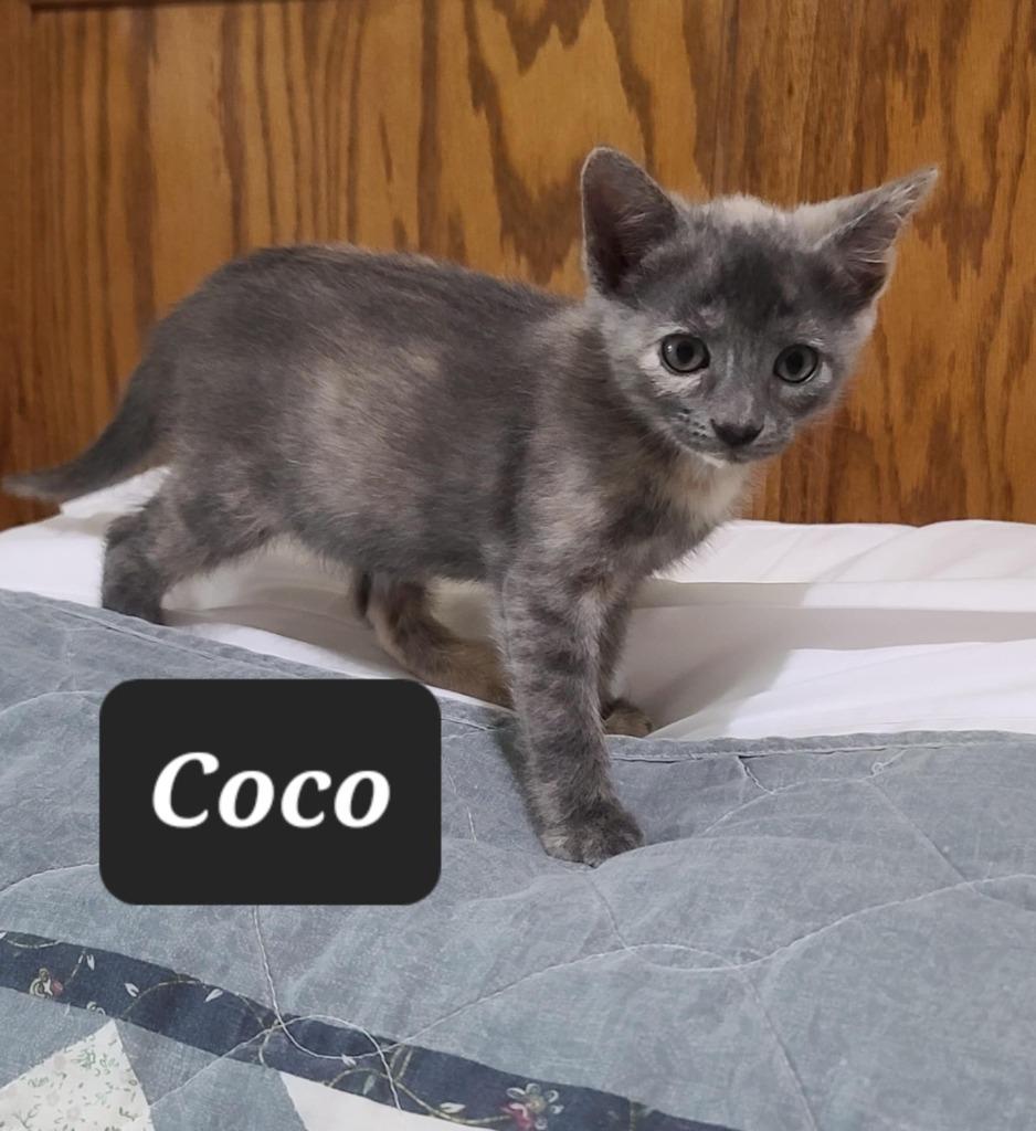 Enlarge Chaos, a Adoptable mixed breed in Crocker, MO image 1/2