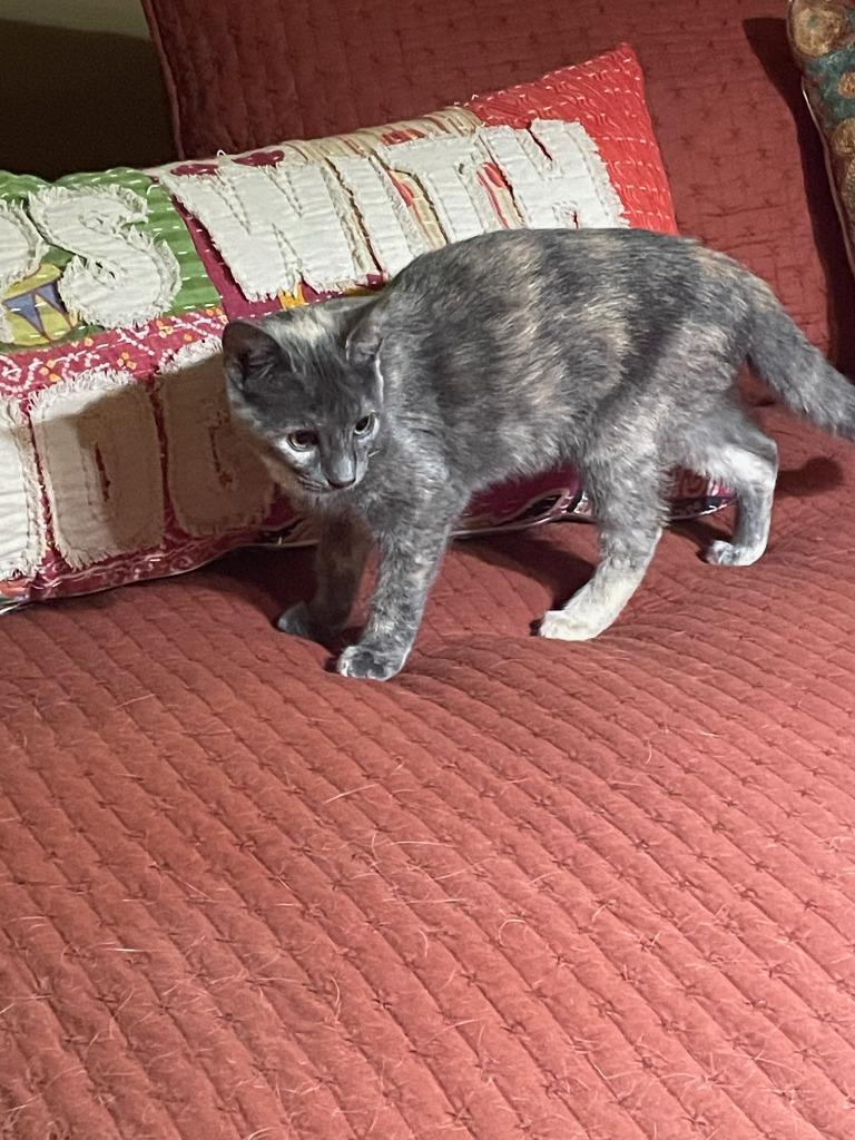 Enlarge Chaos, a Adoptable mixed breed in Crocker, MO image 2/2