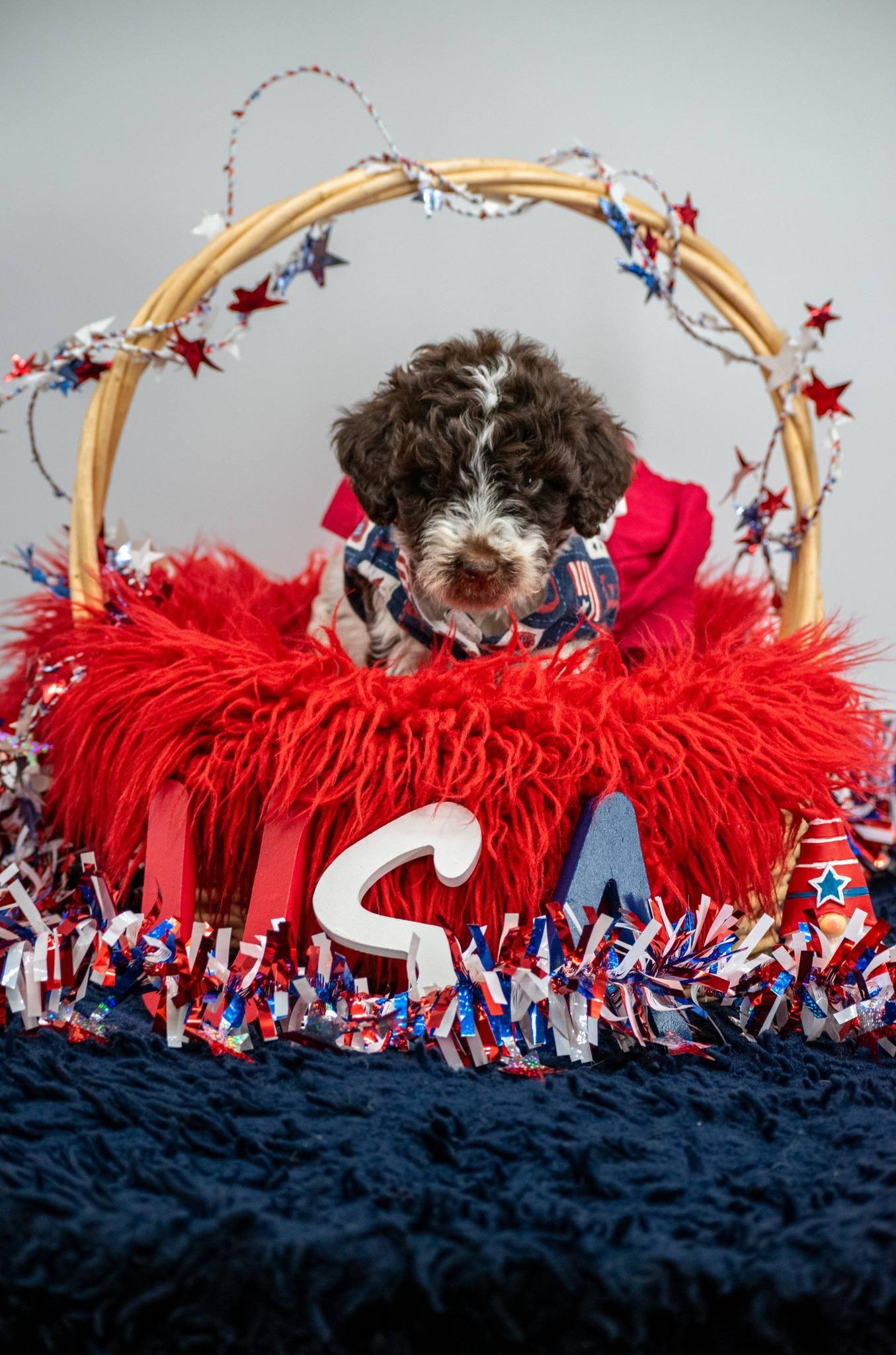 America, an adopted Labradoodle in Sevierville, TN image 4/4