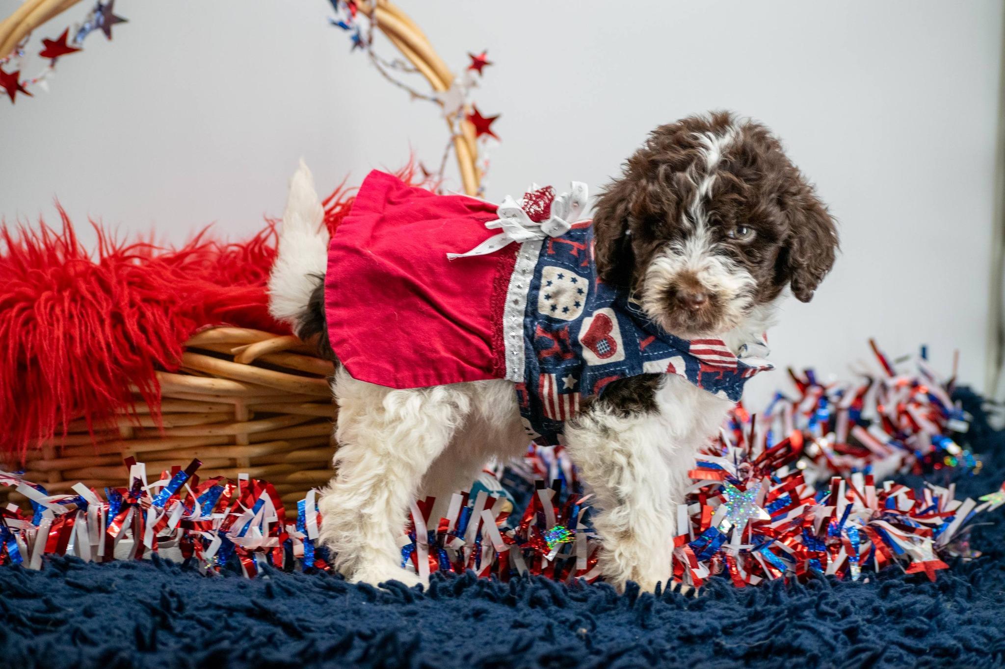America, an adopted Labradoodle in Sevierville, TN image 2/4