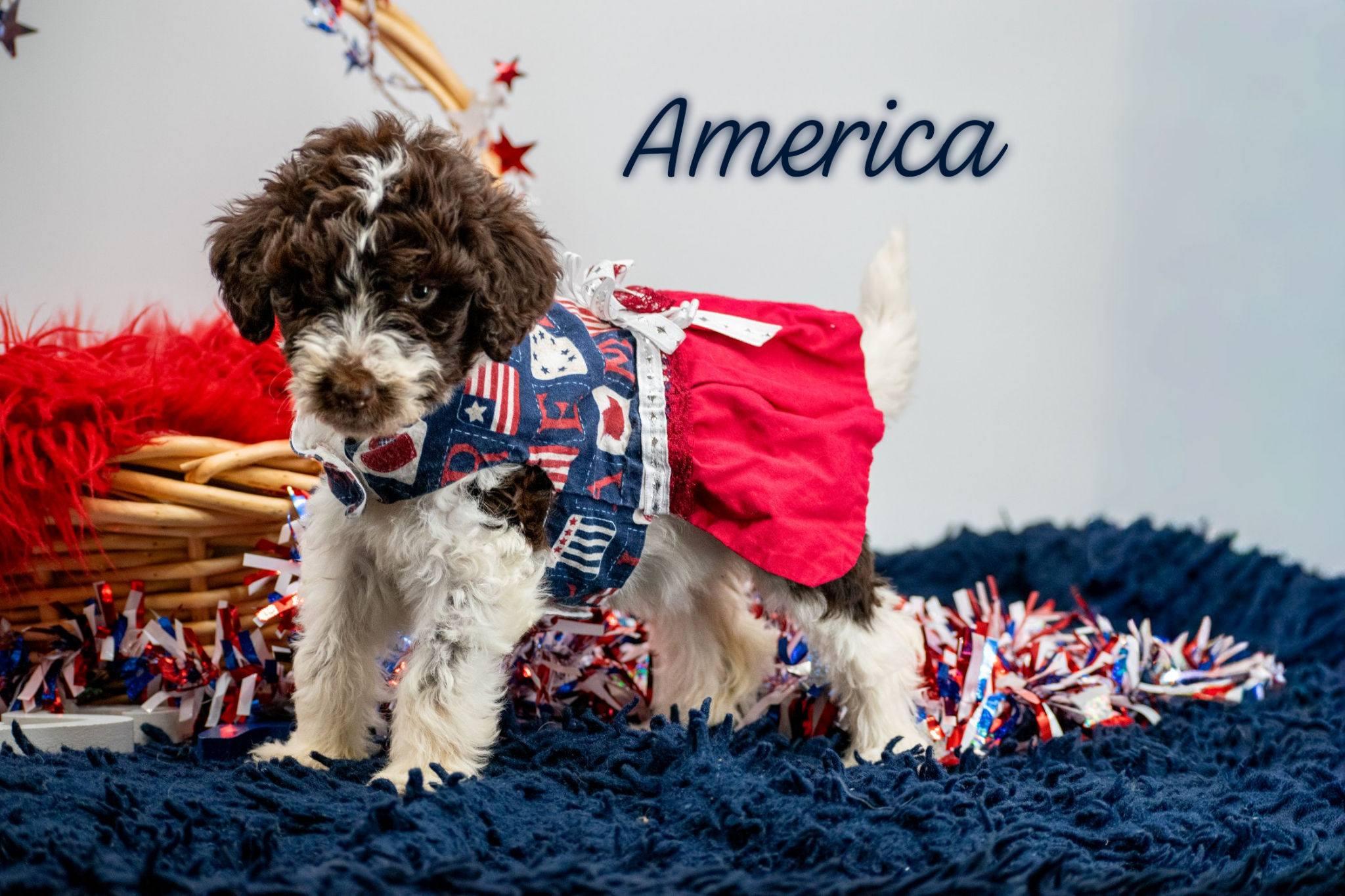 America, an adopted Labradoodle in Sevierville, TN image 1/4