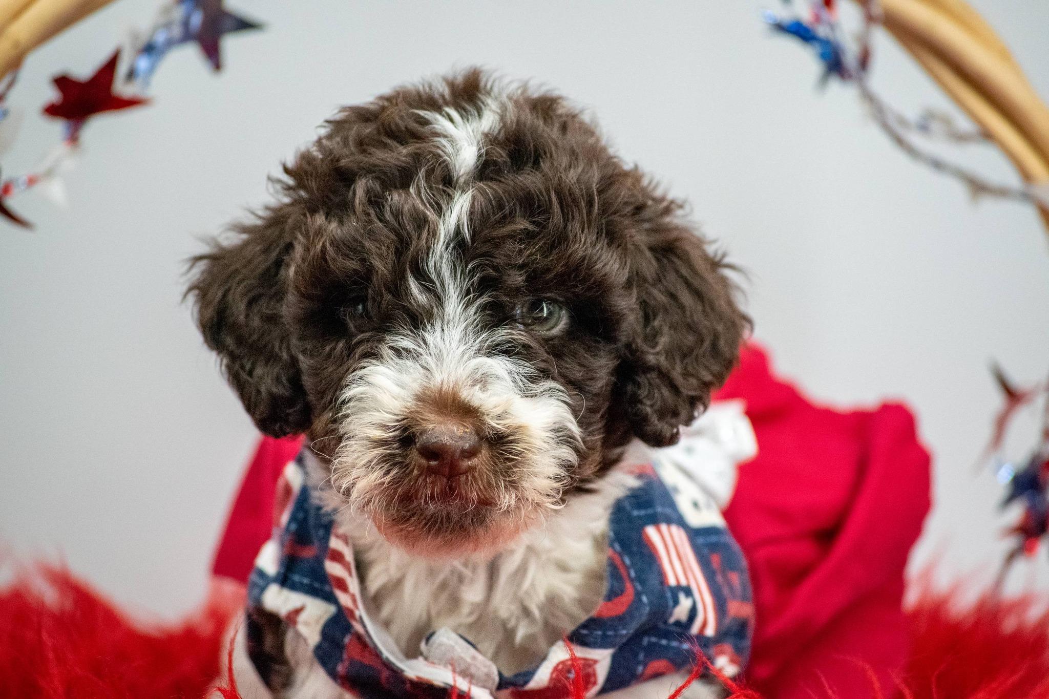 America, an adopted Labradoodle in Sevierville, TN image 3/4