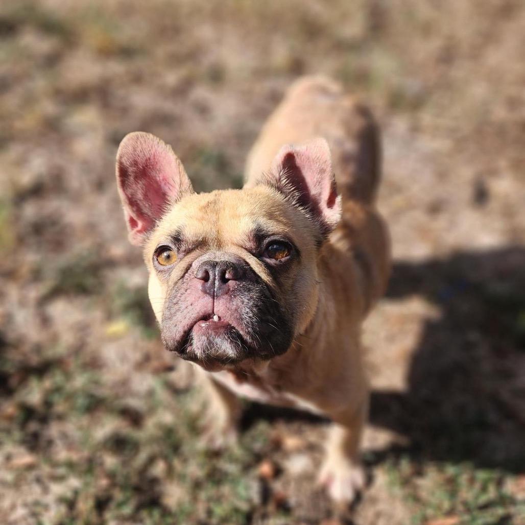Joey, Adoptable, Adult Male French Bulldog.
